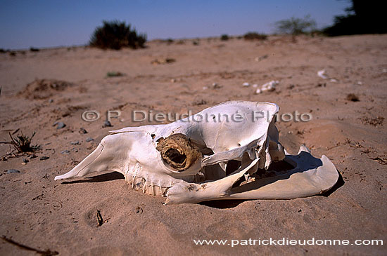 Animal skull in the desert, near Qatbit - Crâne dans le desert, OMAN (OM10317)