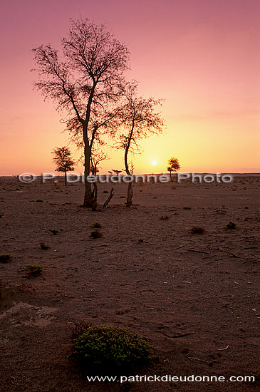 Sinaw, Half desert, acacias - Semi-desert et acacias, OMAN (OM10526)