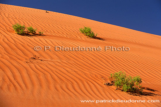 Wahiba sand dunes - Dunes dans le desert de Wahiba, OMAN (OM10559)