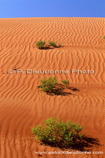 Wahiba sand dunes - Dunes dans le desert de Wahiba, OMAN (OM10561)