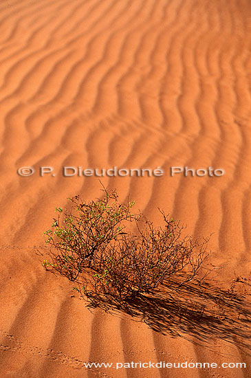 Wahiba sand dunes - Dunes dans le desert de Wahiba, OMAN (OM10562)