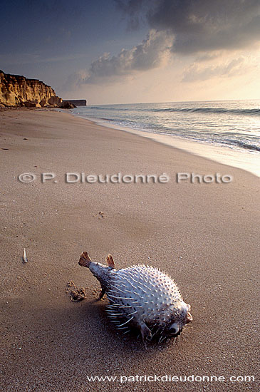 Fish on the shore, Ras al Jinz - Poisson-globe sur la plage, OMAN (OM10186)
