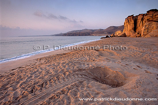 Ras al Jinz, Green Turtle reproduction site - Ras al Jinz (OM10199)