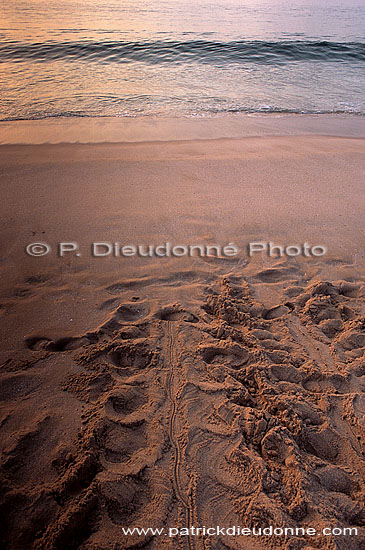 Ras al Jinz, Green Turtle reproduction site - Ras al Jinz (OM10206)