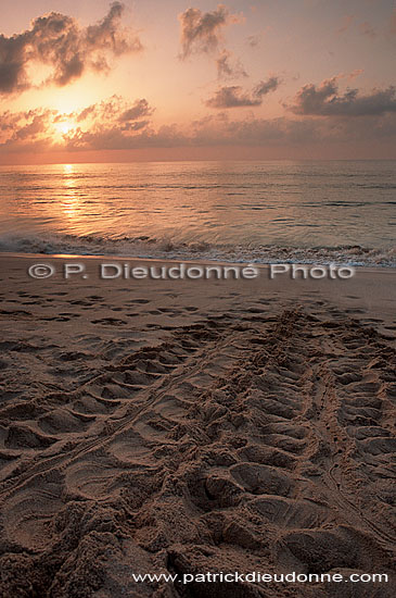 Ras al Jinz, Green Turtle reproduction site - Ras al Jinz (OM10208)