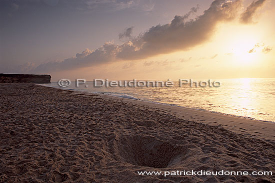 Ras al Jinz, Green Turtle reproduction site - Ras al Jinz (OM10201)