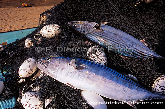Fishing. Tunas and net, Ras al Jinz - Thons et filets, OMAN  (OM10210)