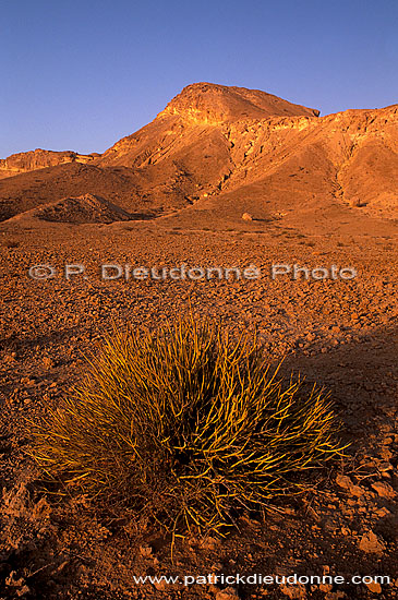 Quryat (Qurayyat), semi-desertic coastal plain - Quryat, Oman (OM10279)