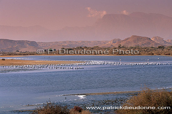 Quryat (Qurayyat), lagoons near the coast - Quryat, lagunes (OM10282)
