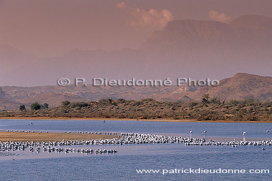 Quryat (Qurayyat), lagoons near the coast - Quryat, lagunes (OM10284)