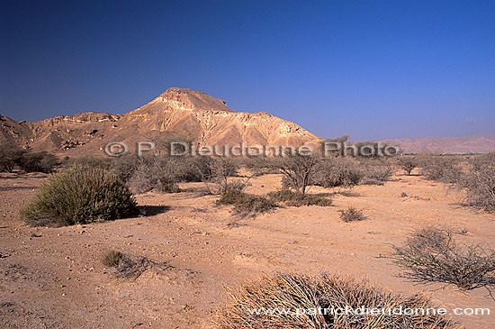 Quryat (Qurayyat), semi-desertic coastal plain - Quryat, Oman (OM10285)