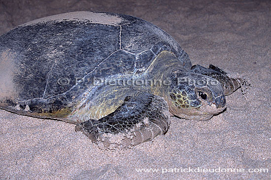 Ras al Jinz, Green Turtle - Tortue verte, Ras al Jinz (OM10181)