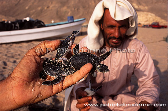 Ras al Jinz, Green Turtle - Tortue verte, Ras al Jinz (OM10308)