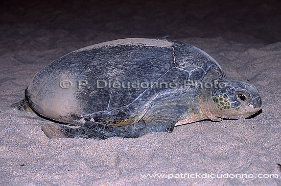 Ras al Jinz, Green Turtle - Tortue verte, Ras al Jinz (OM10309)