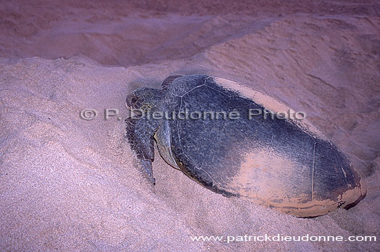 Ras al Jinz, Green Turtle - Tortue verte, Ras al Jinz (OM10310)