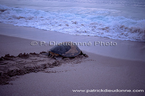 Ras al Jinz, Green Turtle - Tortue verte, Ras al Jinz (OM10311)