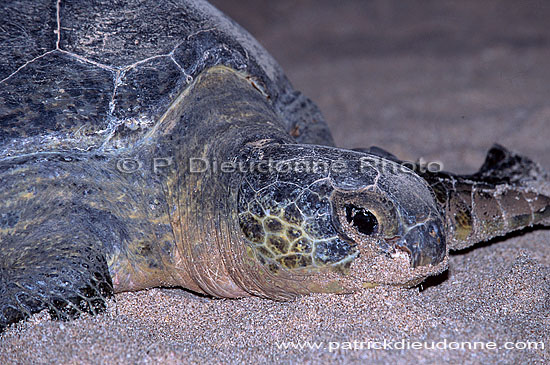 Ras al Jinz, Green Turtle - Tortue verte, Ras al Jinz (OM10312)