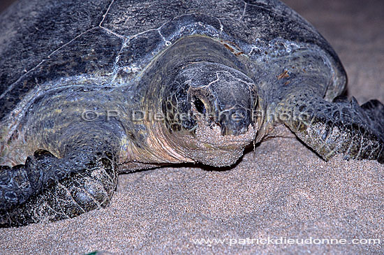 Ras al Jinz, Green Turtle - Tortue verte, Ras al Jinz (OM10182)