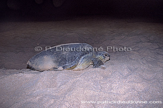 Ras al Jinz, Green Turtle - Tortue verte, Ras al Jinz (OM10183)