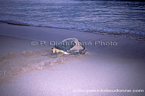 Ras al Jinz, Green Turtle - Tortue verte, Ras al Jinz (OM10303)