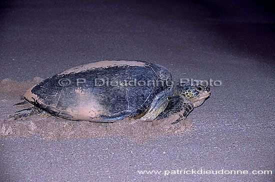 Ras al Jinz, Green Turtle - Tortue verte, Ras al Jinz (OM10304)