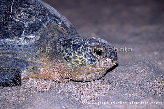 Ras al Jinz, Green Turtle - Tortue verte, Ras al Jinz (OM10305)