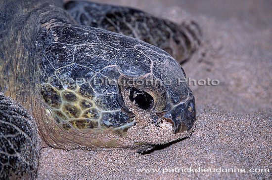 Ras al Jinz, Green Turtle - Tortue verte, Ras al Jinz (OM10306)