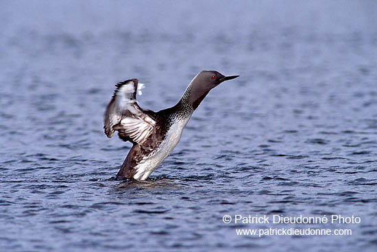 Red-throated Diver (Gavia stellata) - Plongeon catmarin - 11395