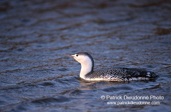 Red-throated Diver (Gavia stellata) - Plongeon catmarin - 11396