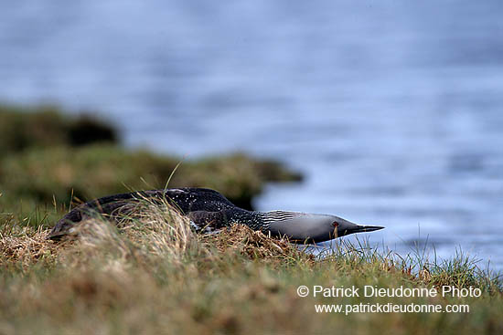 Red-throated Diver (Gavia stellata) - Plongeon catmarin - 11399