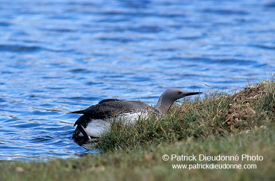 Red-throated Diver (Gavia stellata) - Plongeon catmarin - 11400