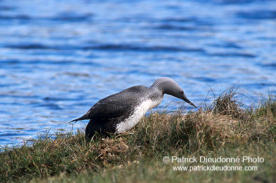 Red-throated Diver (Gavia stellata) - Plongeon catmarin - 11401