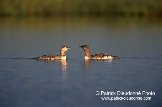 Red-throated Diver (Gavia stellata) - Plongeon catmarin - 11402