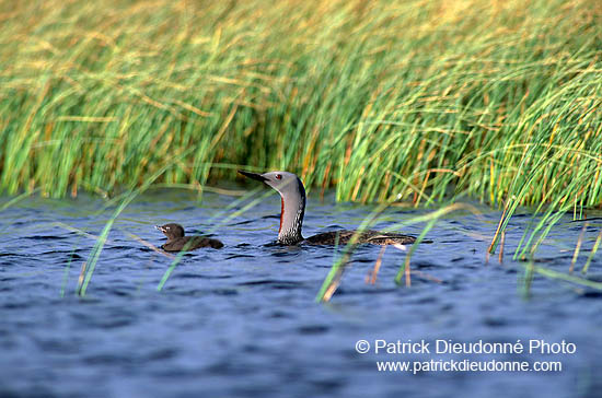 Red-throated Diver (Gavia stellata) - Plongeon catmarin - 11403