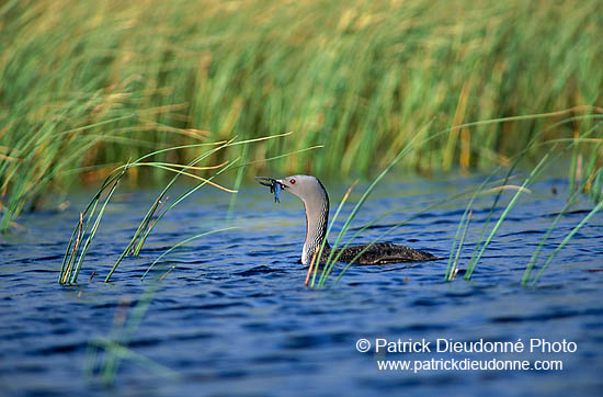 Red-throated Diver (Gavia stellata) - Plongeon catmarin - 11404