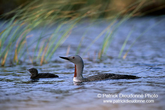 Red-throated Diver (Gavia stellata) - Plongeon catmarin - 17337