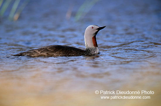 Red-throated Diver (Gavia stellata) - Plongeon catmarin - 17338