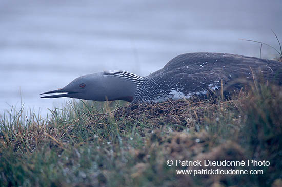 Red-throated Diver (Gavia stellata) - Plongeon catmarin - 17339