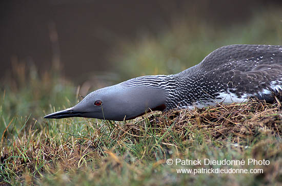 Red-throated Diver (Gavia stellata) - Plongeon catmarin - 17340