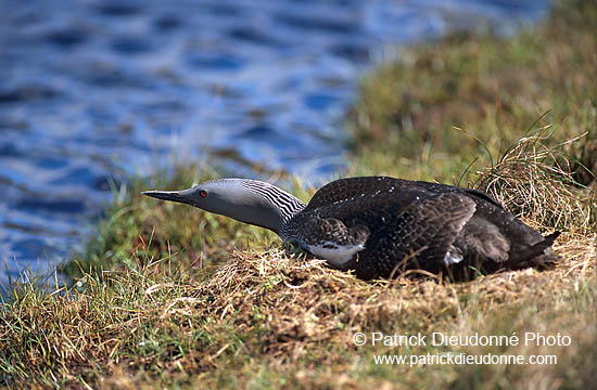 Red-throated Diver (Gavia stellata) - Plongeon catmarin - 17342