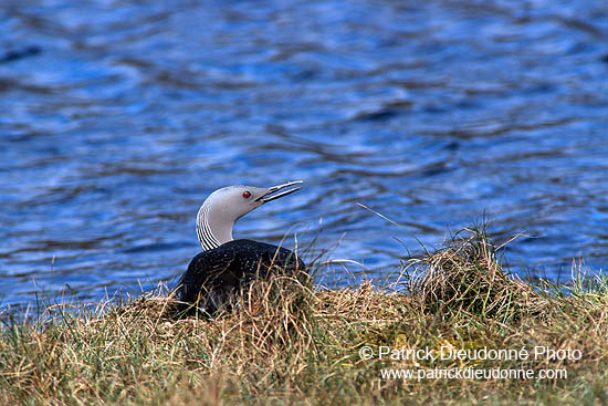 Red-throated Diver (Gavia stellata) - Plongeon catmarin - 17343