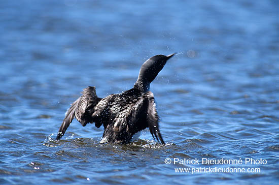 Red-throated Diver (Gavia stellata) - Plongeon catmarin - 17345