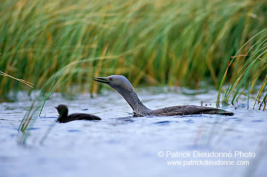 Red-throated Diver (Gavia stellata) - Plongeon catmarin - 17346