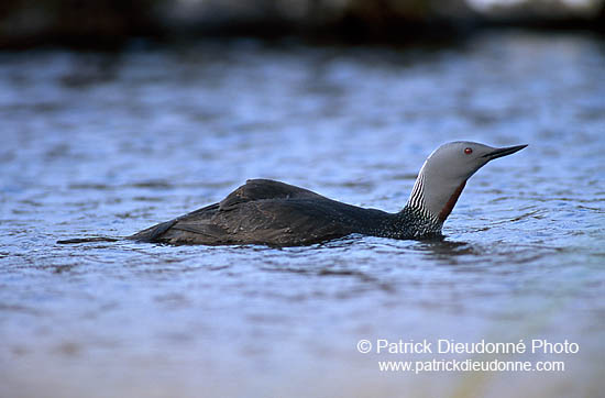 Red-throated Diver (Gavia stellata) - Plongeon catmarin - 17348