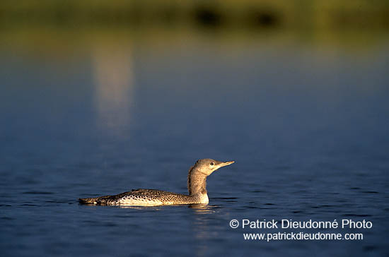 Red-throated Diver (Gavia stellata) - Plongeon catmarin - 17350