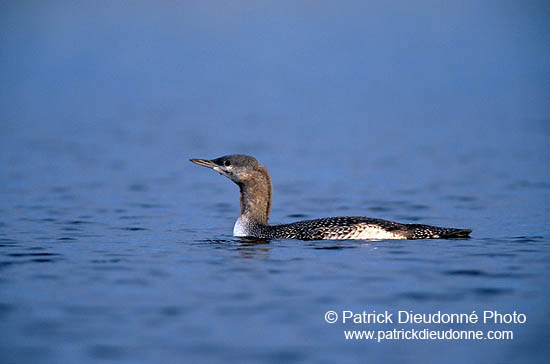 Red-throated Diver (Gavia stellata) - Plongeon catmarin - 17351