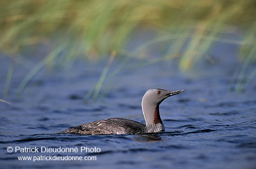 Red-throated Diver (Gavia stellata) - Plongeon catmarin - 17935