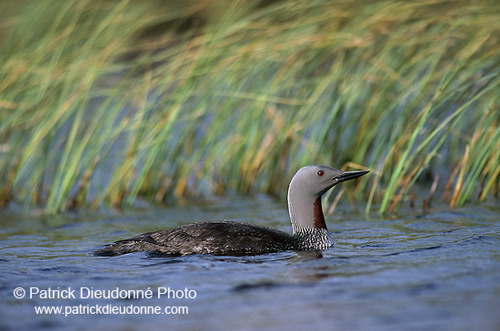 Red-throated Diver (Gavia stellata) - Plongeon catmarin - 17936