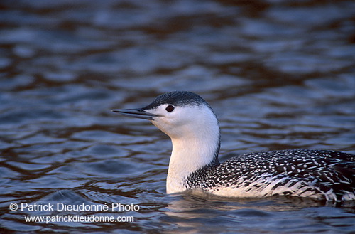 Red-throated Diver (Gavia stellata) - Plongeon catmarin - 17937