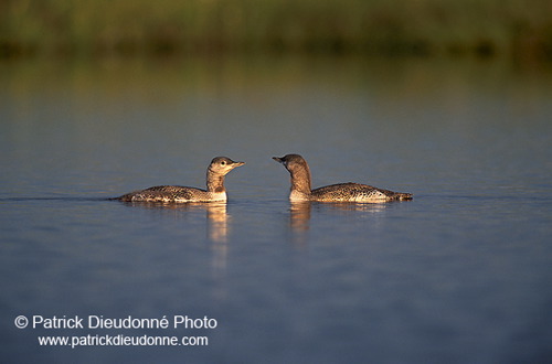 Red-throated Diver (Gavia stellata) - Plongeon catmarin - 17938